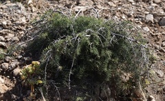 Asparagus squarrosus