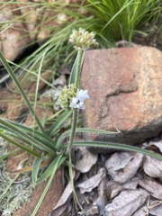 Cyanotis speciosa