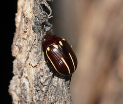 Paropsisterna lineata