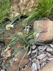 Cyanotis speciosa