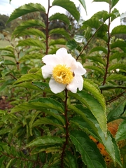 Oncoba spinosa