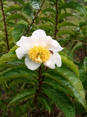 Oncoba spinosa