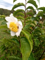 Oncoba spinosa