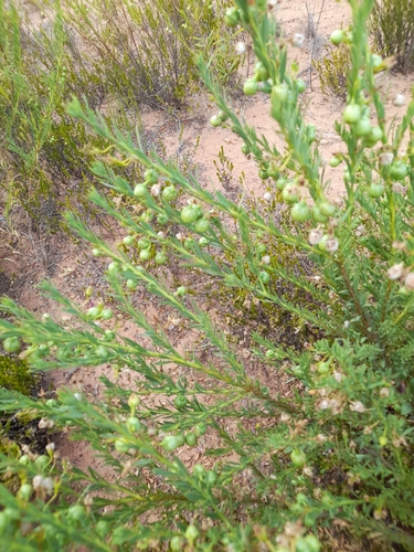 Showy Emu Bush (Eremophila racemosa)