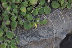Nanorrhinum webbianum