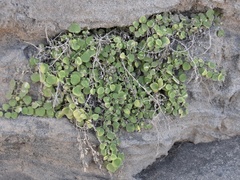 Nanorrhinum webbianum