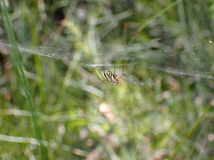Leucauge dromedaria