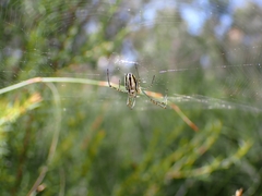 Leucauge dromedaria