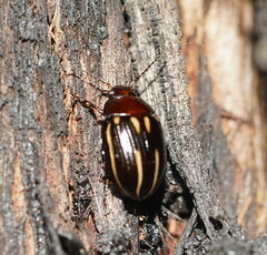 Paropsisterna lineata