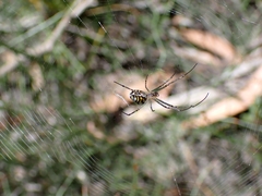 Leucauge dromedaria