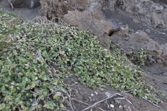 Nanorrhinum webbianum