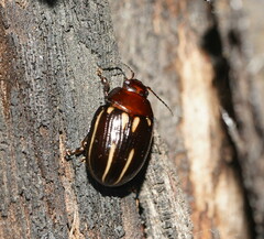 Paropsisterna lineata