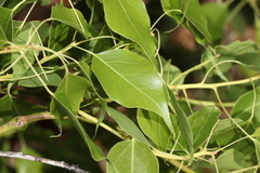 Brachychiton populneus