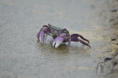 Metopograpsus