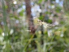 Leucauge dromedaria