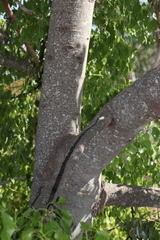 Brachychiton populneus