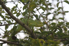 Chamaeleo zeylanicus