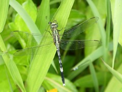 Orthetrum sabina