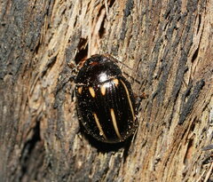 Paropsisterna lineata