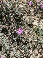 Drosanthemum ambiguum