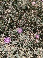 Drosanthemum ambiguum