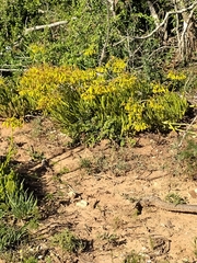 Cotyledon campanulata
