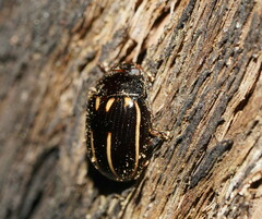 Paropsisterna lineata