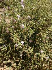 Chaenostoma caeruleum