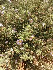 Chaenostoma caeruleum