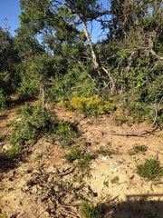 Cotyledon campanulata