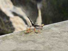 Brentinae