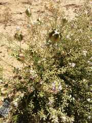 Chaenostoma caeruleum