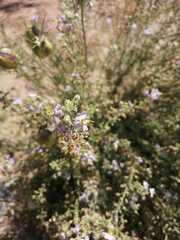 Chaenostoma caeruleum