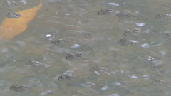 Selenotoca multifasciata