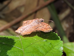 Antigonus erosus