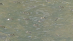 Selenotoca multifasciata