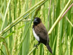 Lonchura leucogastroides