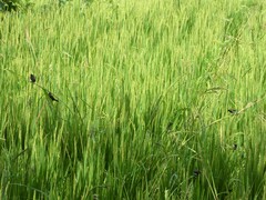 Lonchura leucogastroides