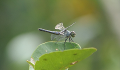 Brachydiplax denticauda