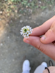 Lobularia maritima