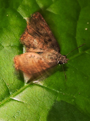 Antigonus erosus
