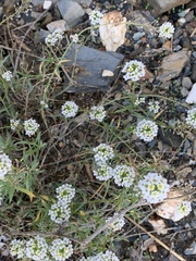 Lobularia maritima