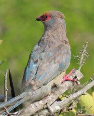 Urocolius indicus indicus