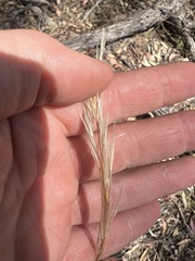 Austrostipa mollis