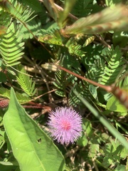 Mimosa pudica