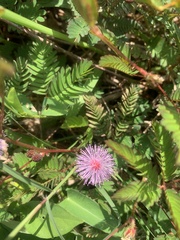 Mimosa pudica