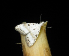 Nola cristatula