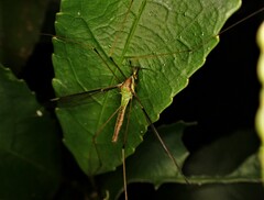 Leptotarsus albistigma