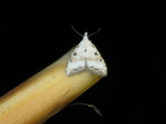 Nola cristatula