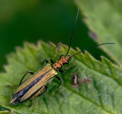 Oedemera nobilis